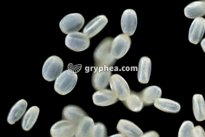 Pollen Saule x200 - gryphea.com